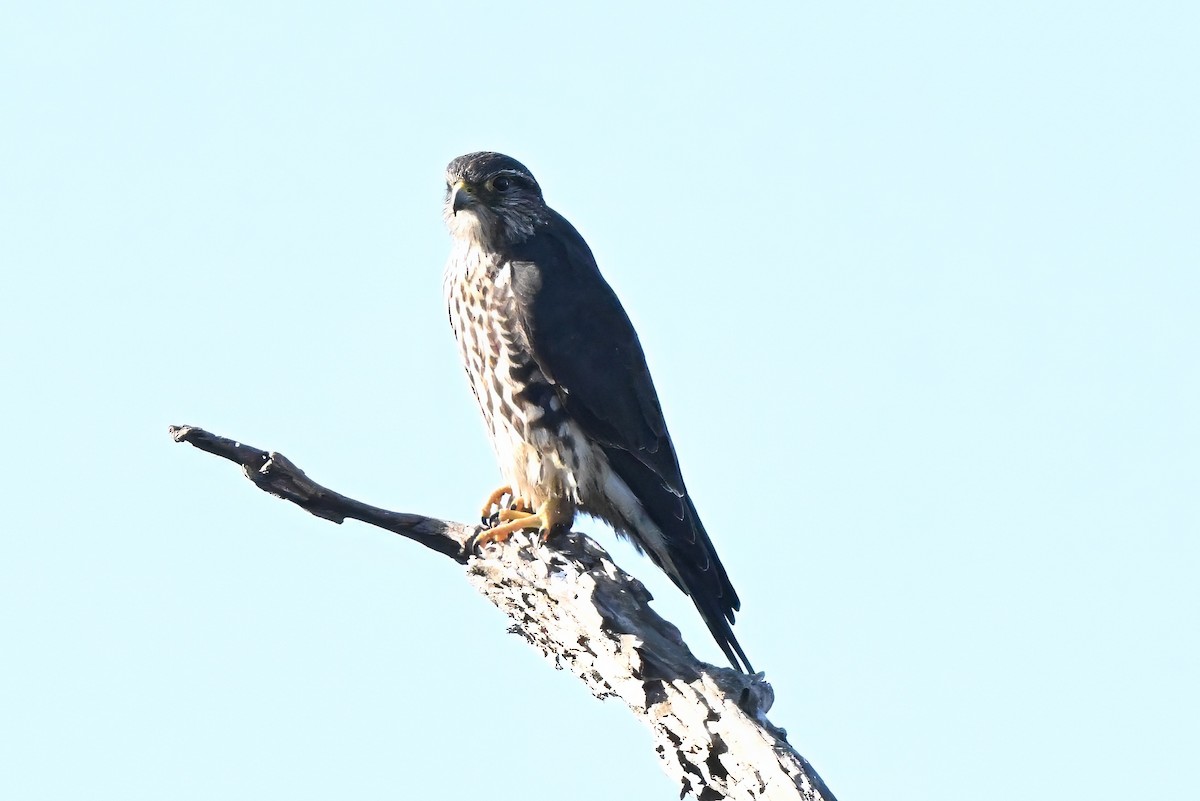 Merlin - ML646062024