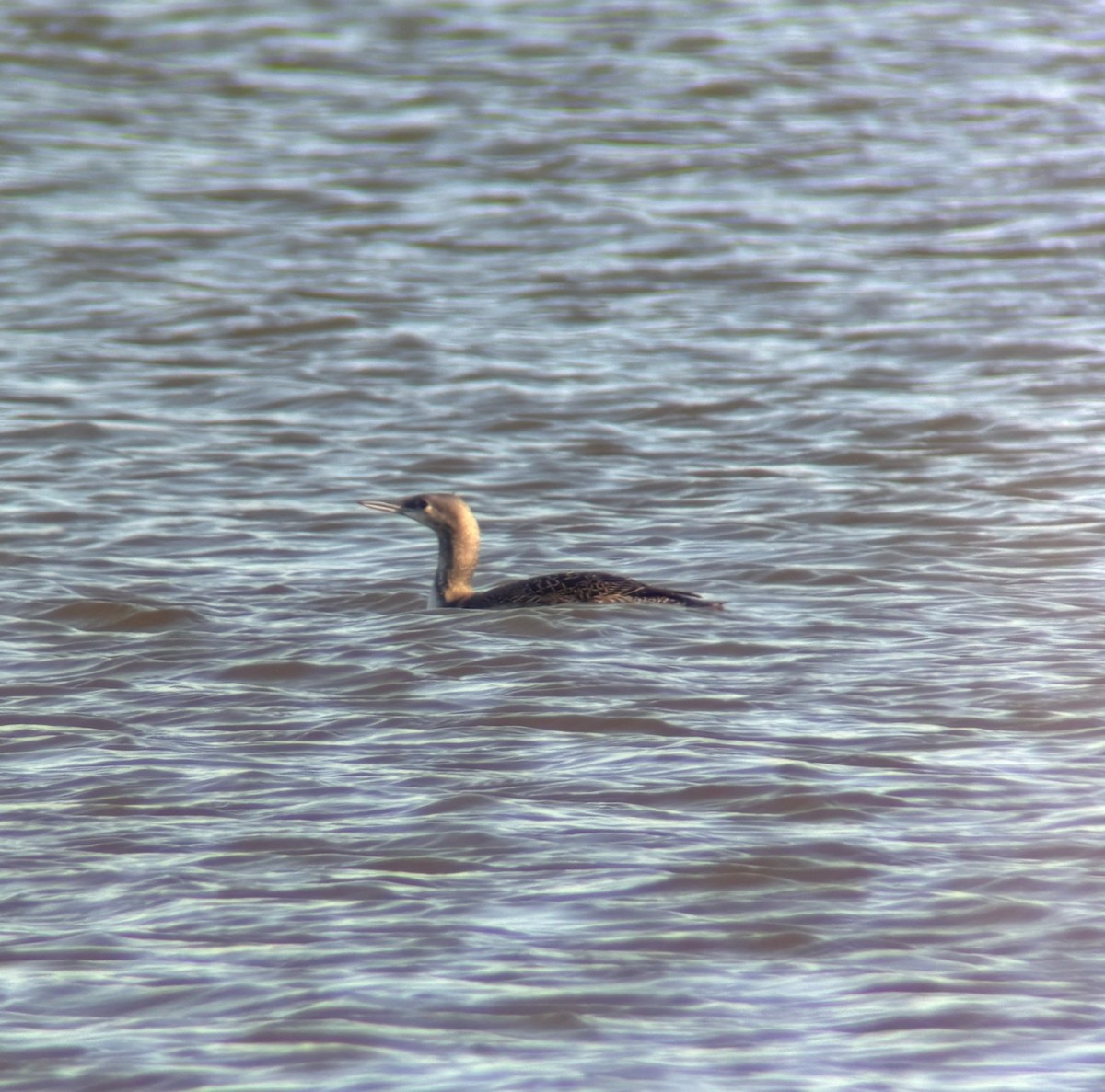 Plongeon catmarin - ML646062025