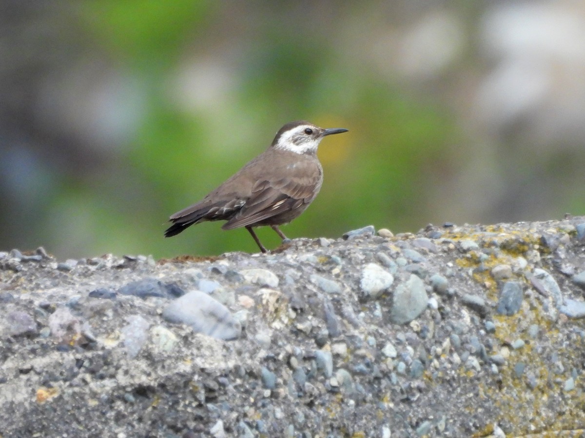 Dark-bellied Cinclodes - ML646062030