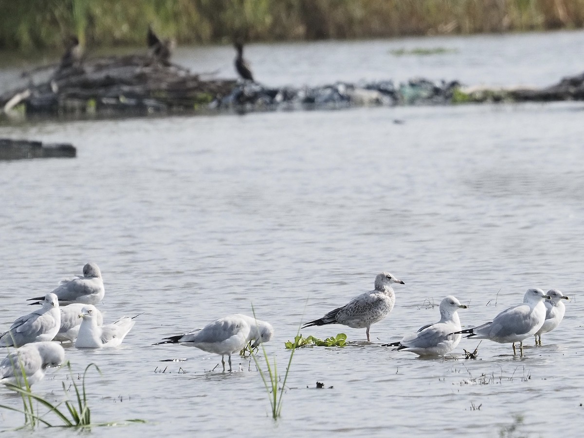 American Herring Gull - ML646062031