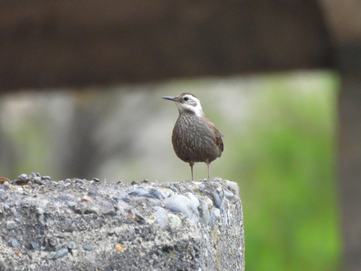 Dark-bellied Cinclodes - ML646062040