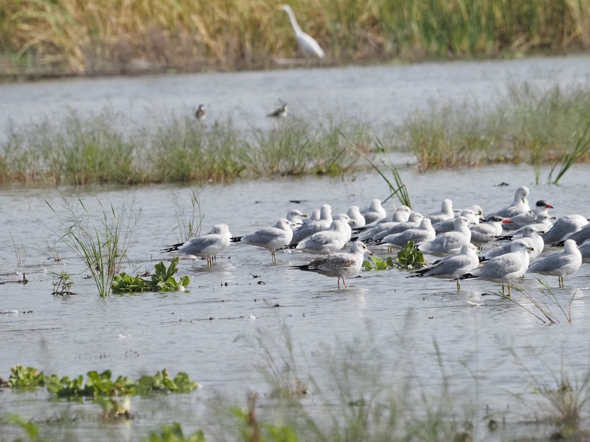 American Herring Gull - ML646062046