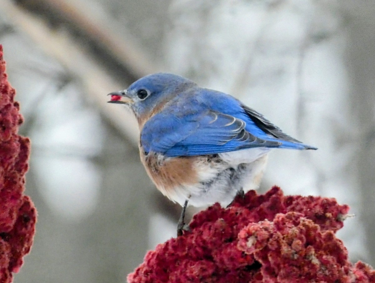 Eastern Bluebird - ML646062049