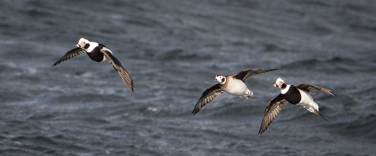 Long-tailed Duck - ML646062051
