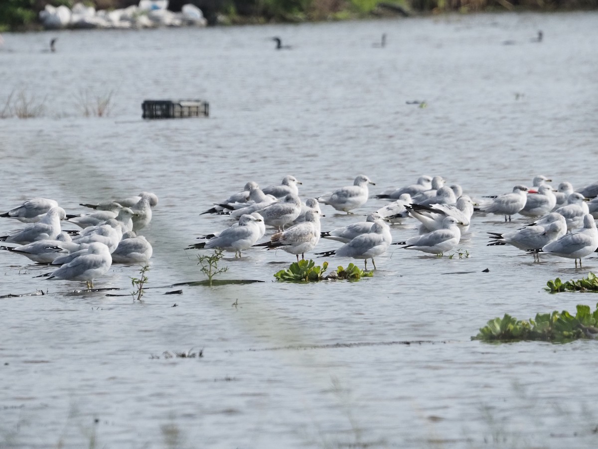 American Herring Gull - ML646062053