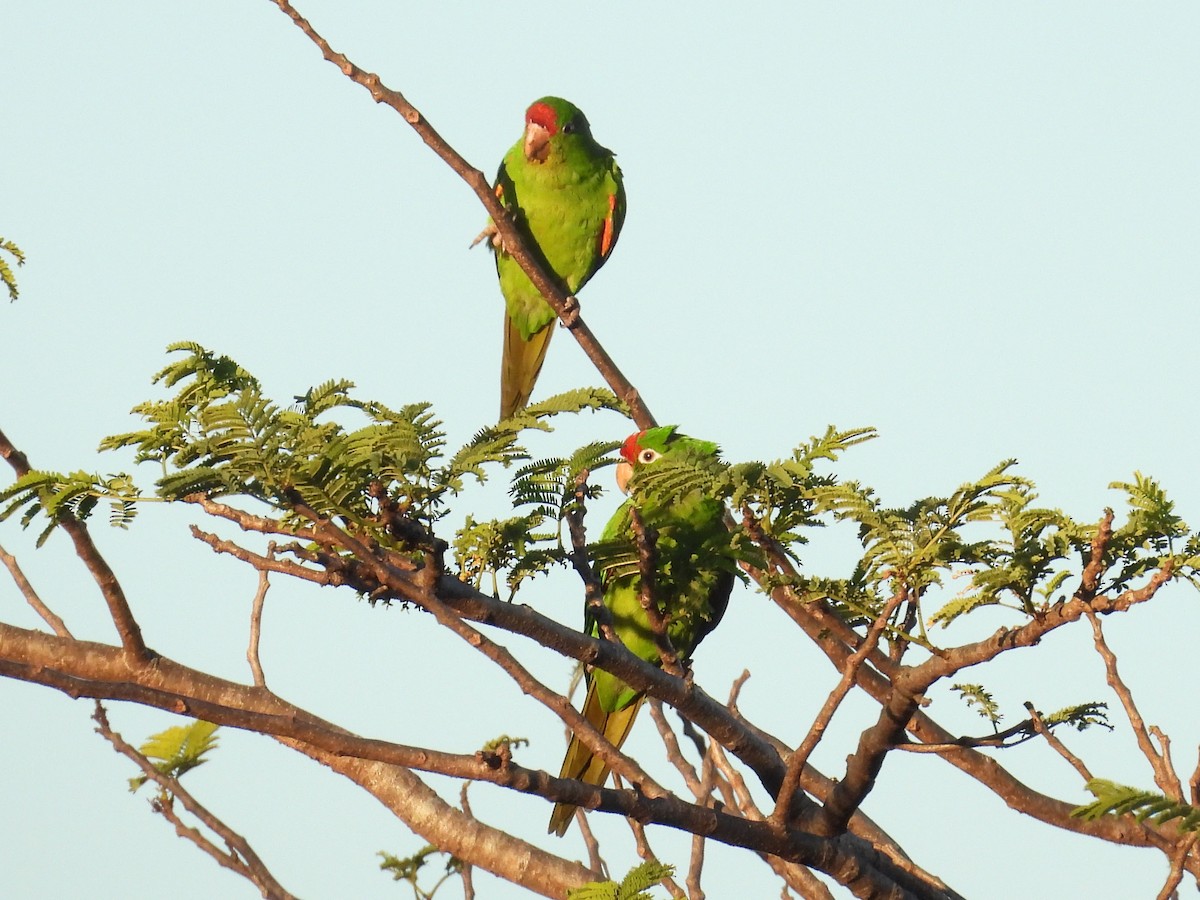 Crimson-fronted Parakeet - ML646062057