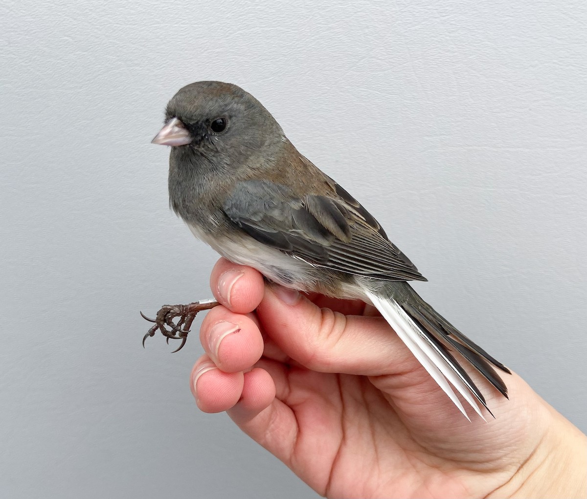 Dark-eyed Junco (Slate-colored) - ML646062061