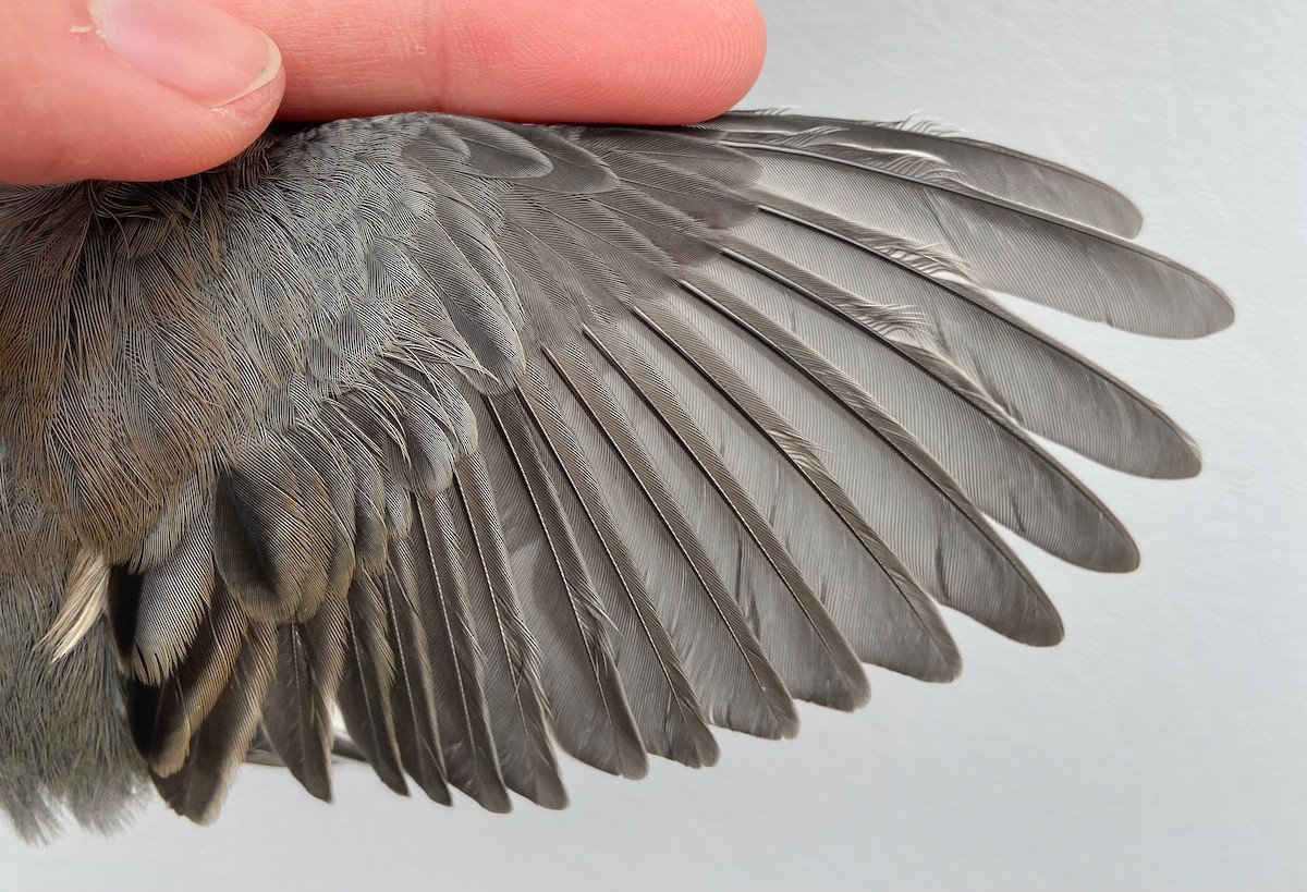 Dark-eyed Junco (Slate-colored) - ML646062064