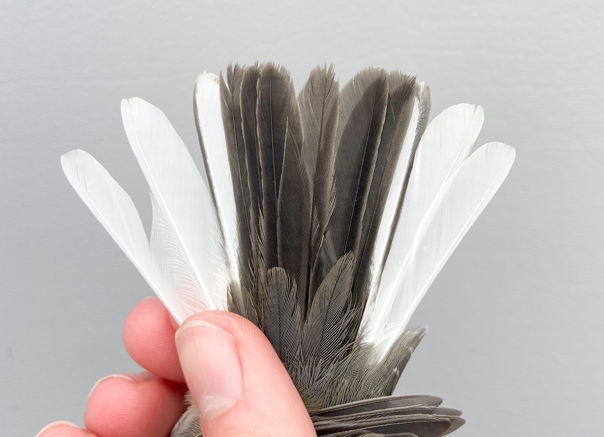 Dark-eyed Junco (Slate-colored) - ML646062065