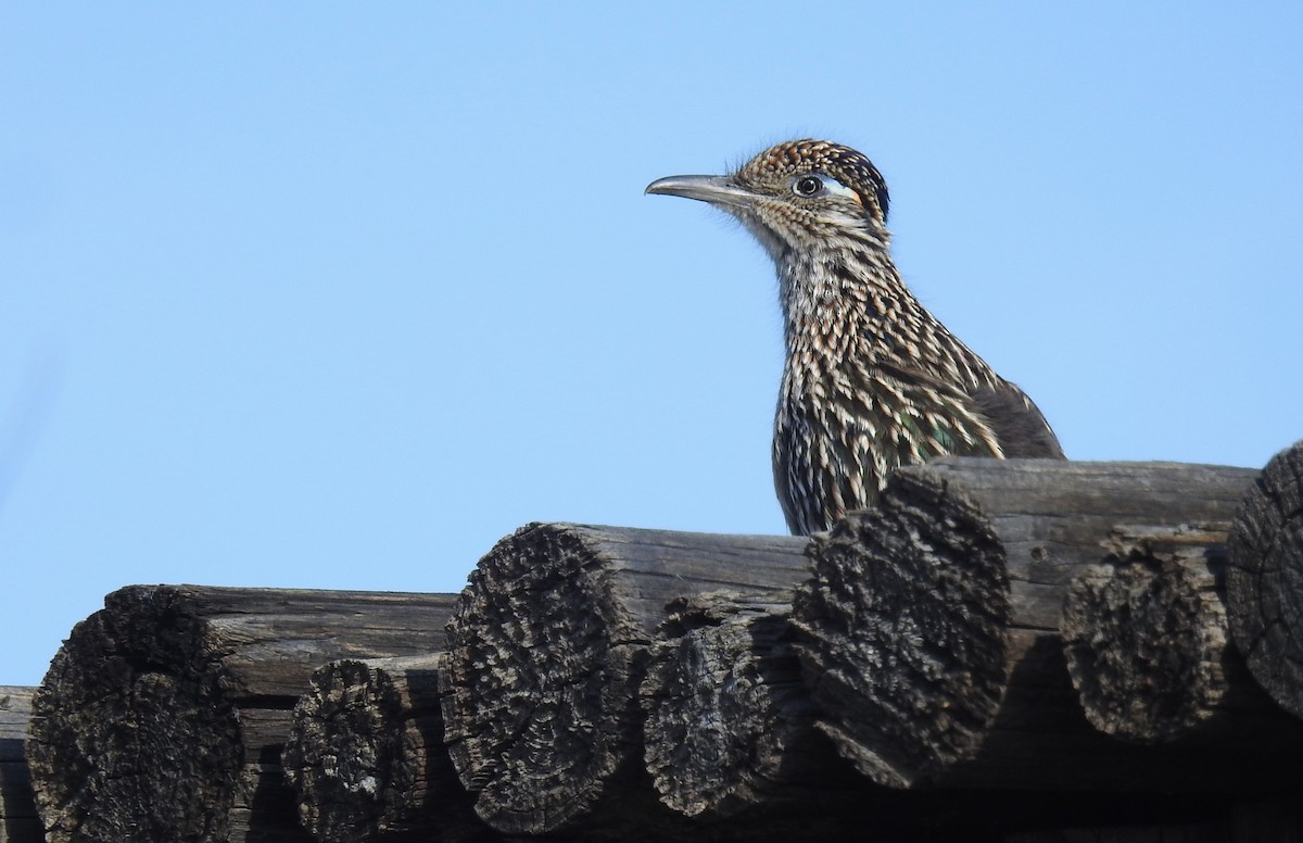 Greater Roadrunner - ML646062069