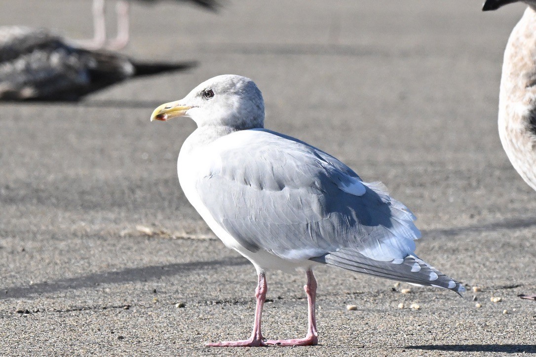 Glaucous-winged Gull - ML646062071