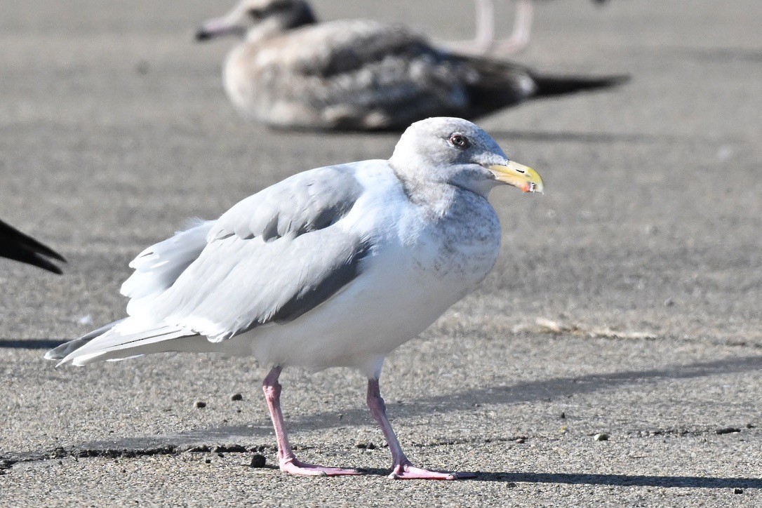 Glaucous-winged Gull - ML646062075
