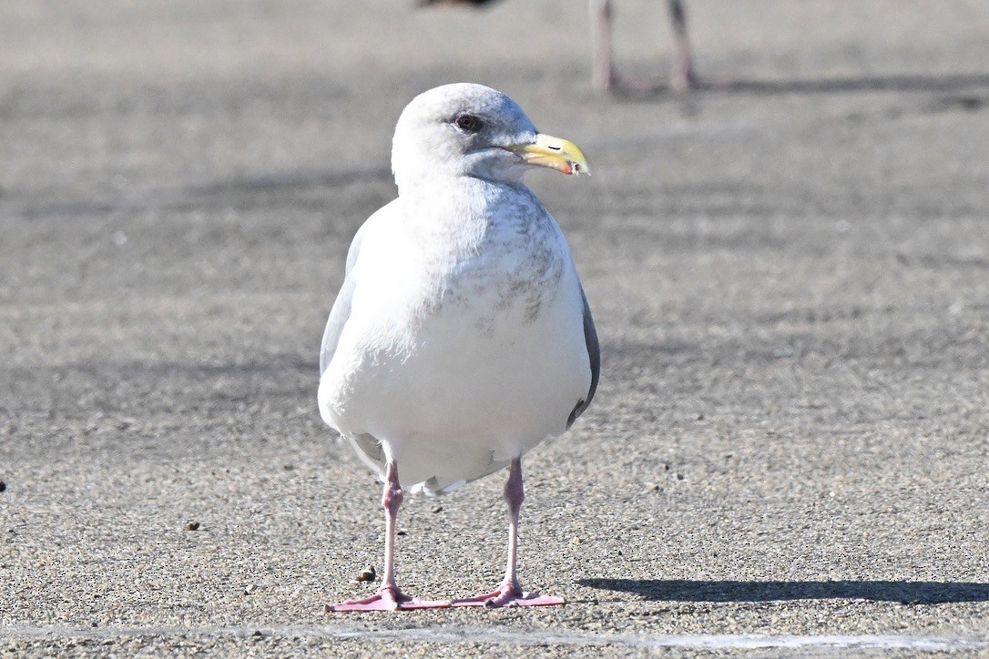 Glaucous-winged Gull - ML646062078