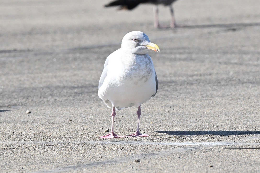 Glaucous-winged Gull - ML646062079