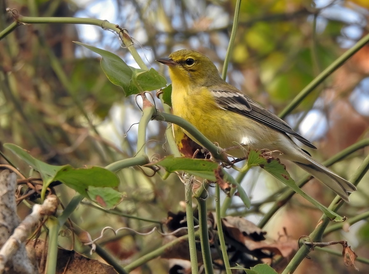 Pine Warbler - ML646062096