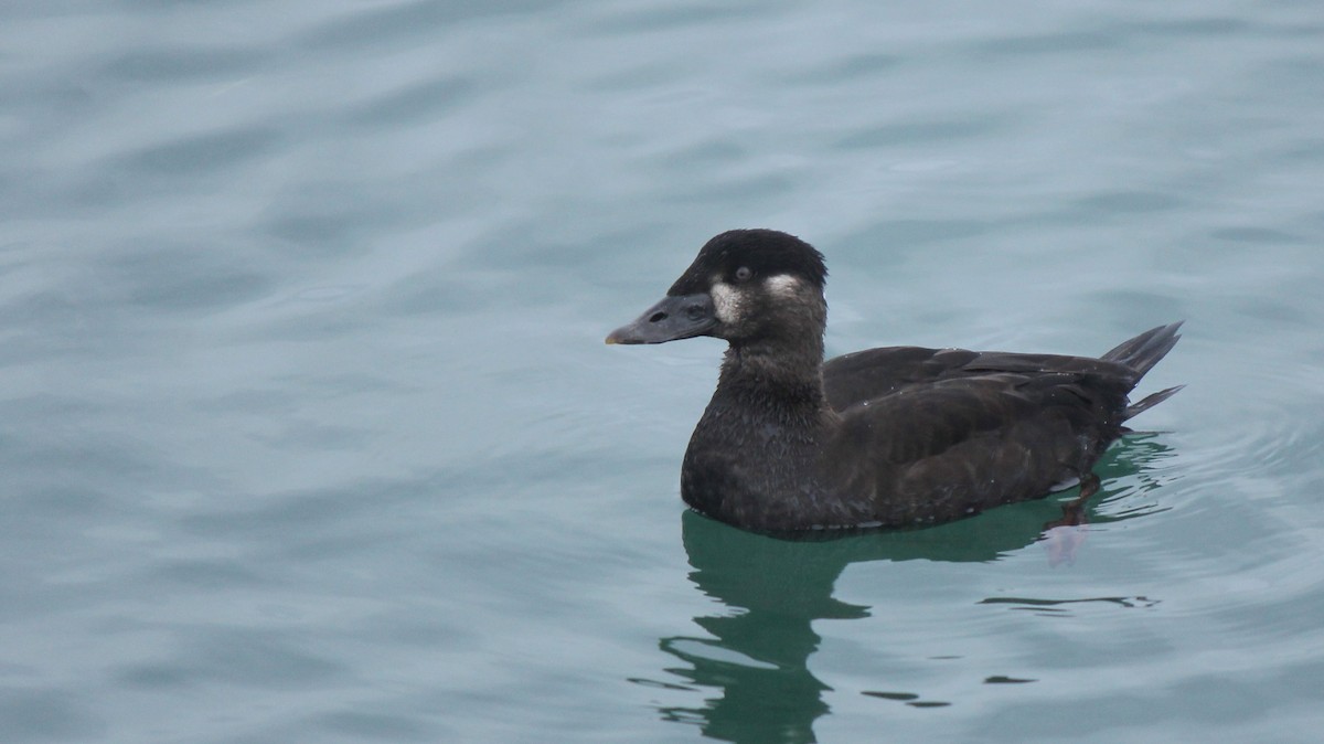 Surf Scoter - ML646062099