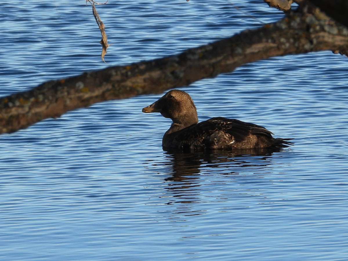Common Eider - ML646062100