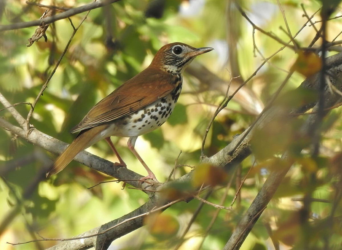 Wood Thrush - ML646062105