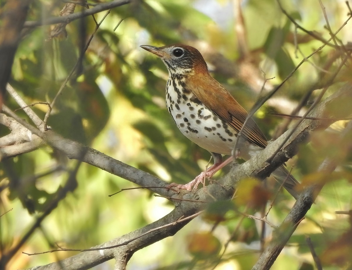 Wood Thrush - ML646062106