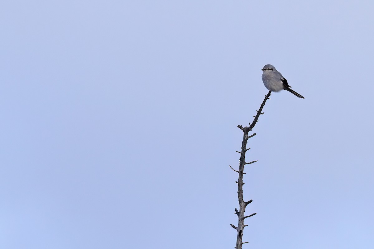 Northern Shrike - ML646062107