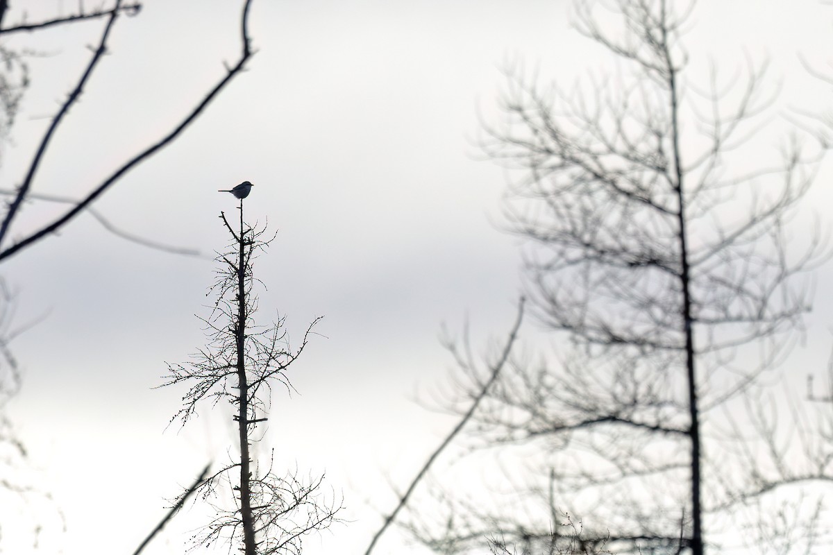 Northern Shrike - ML646062108