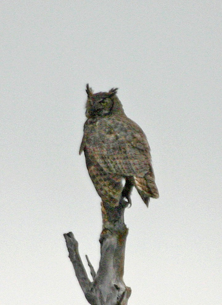 Great Horned Owl - ML646062112