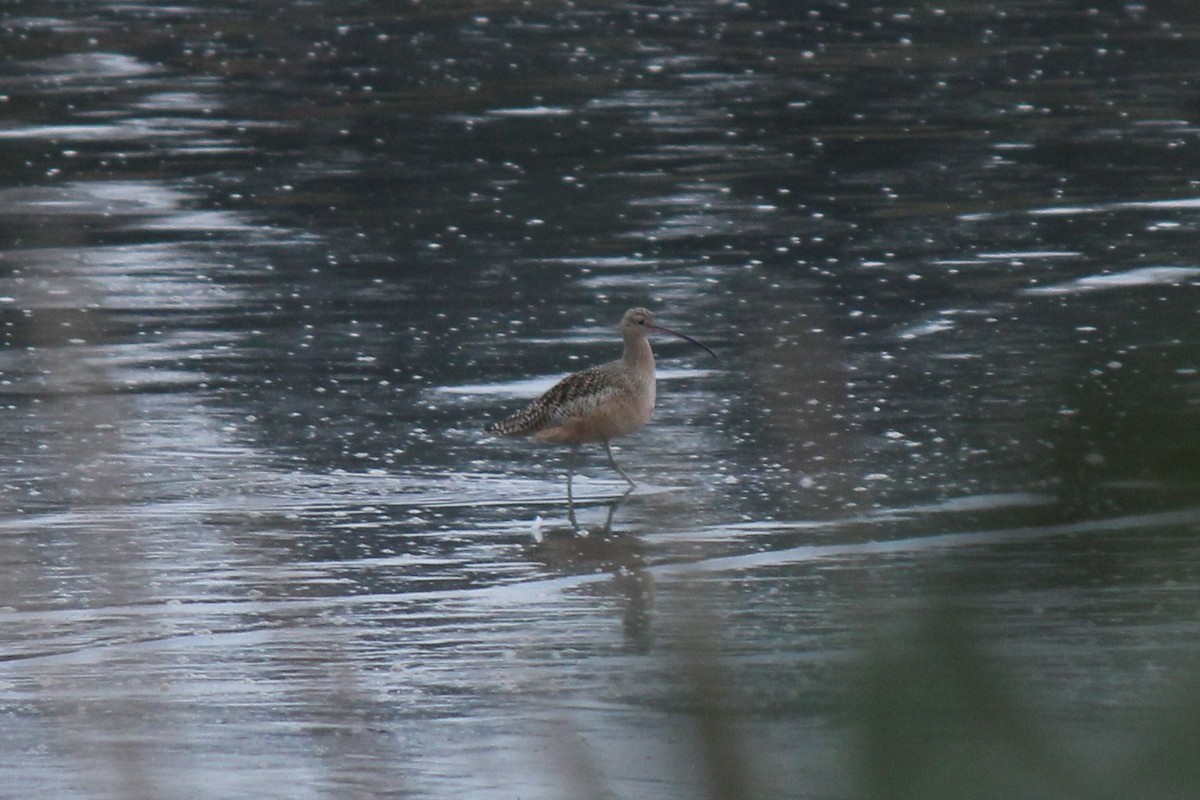 Long-billed Curlew - ML646062116
