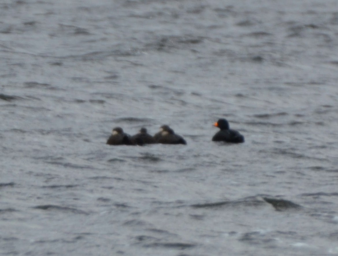 Black Scoter - ML646062117