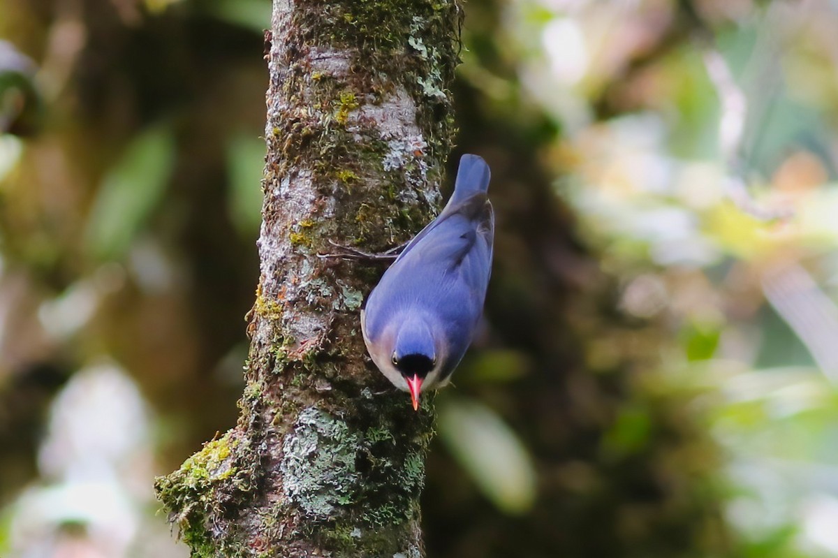 Velvet-fronted Nuthatch - ML646062121