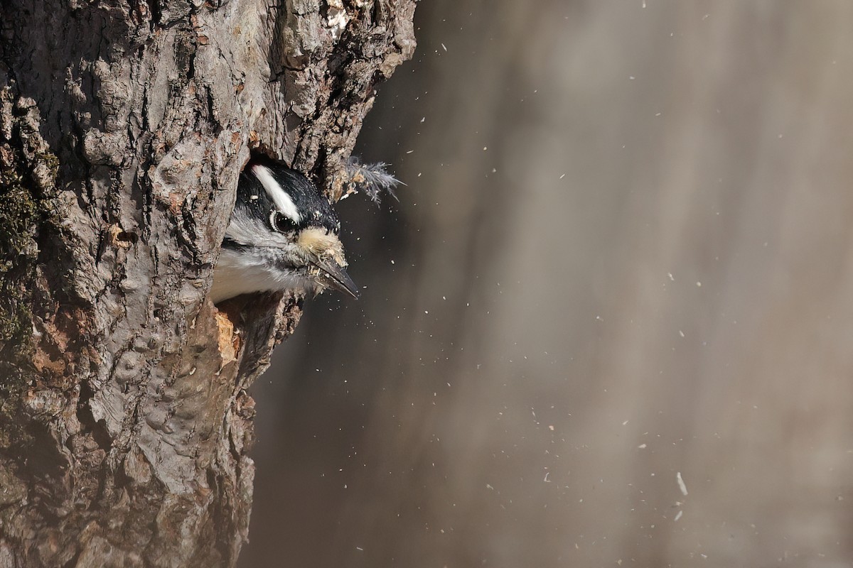 Downy Woodpecker - ML646062123