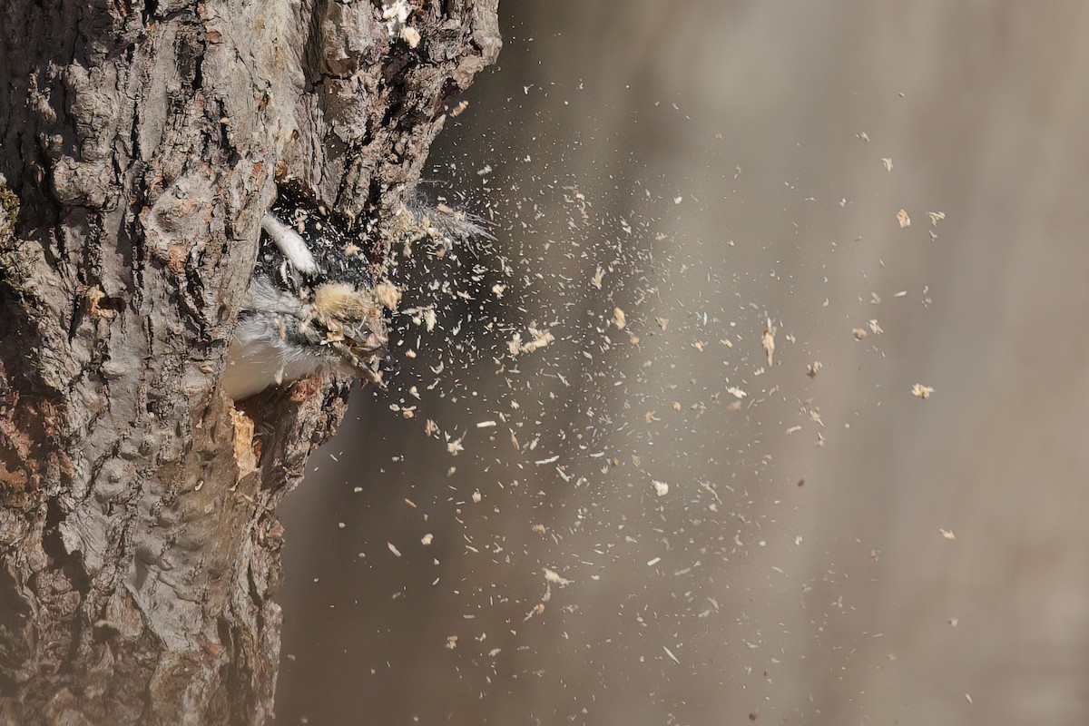 Downy Woodpecker - ML646062124