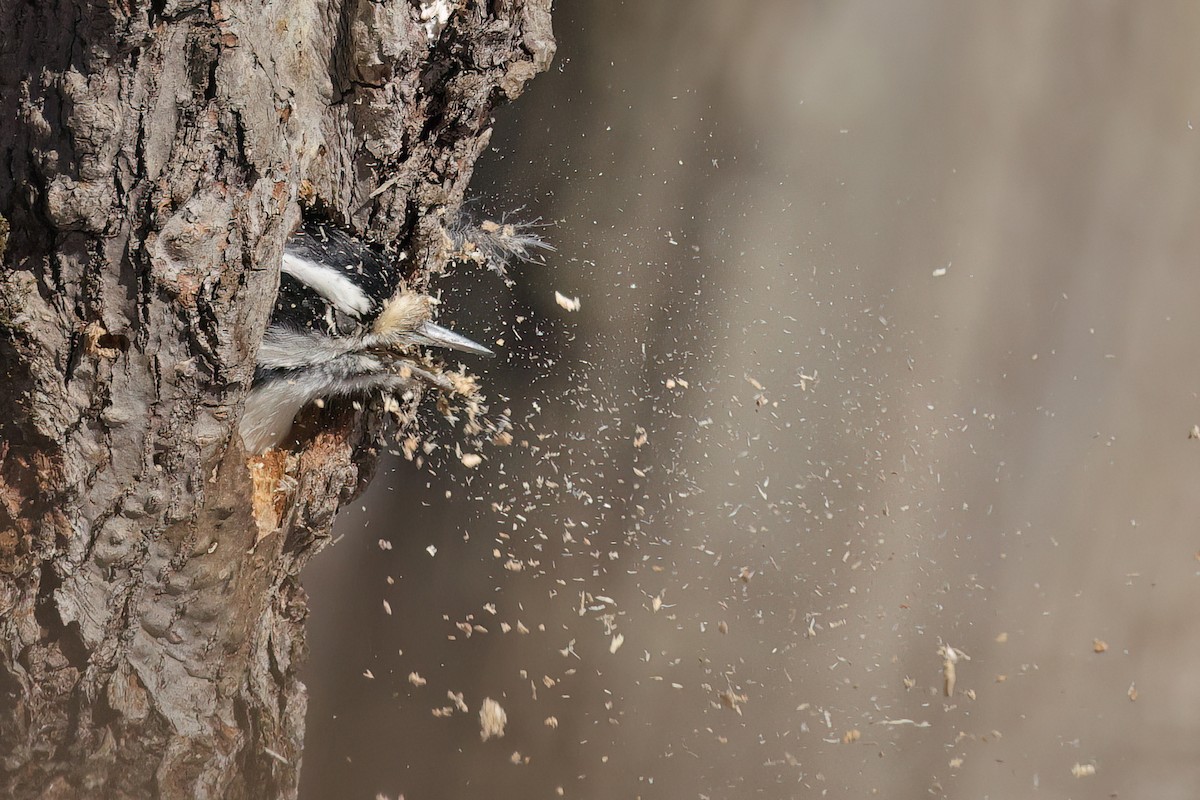 Downy Woodpecker - ML646062125