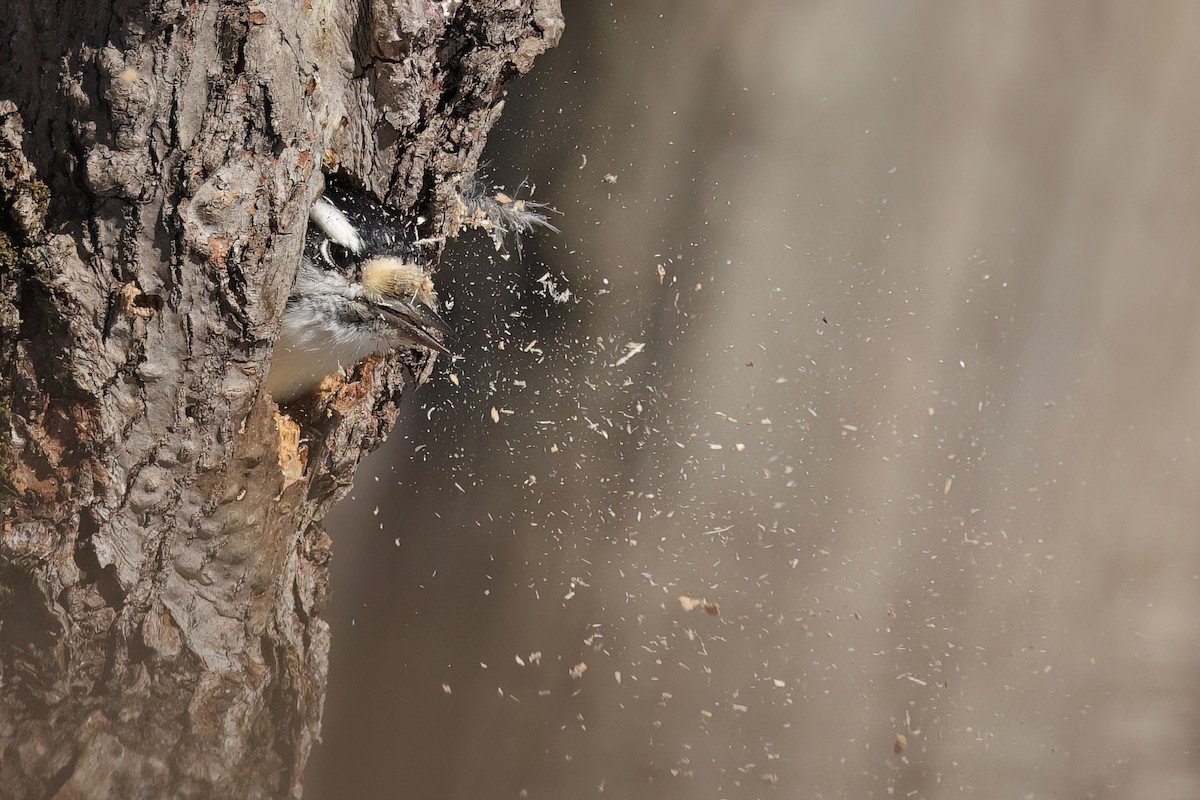 Downy Woodpecker - ML646062127