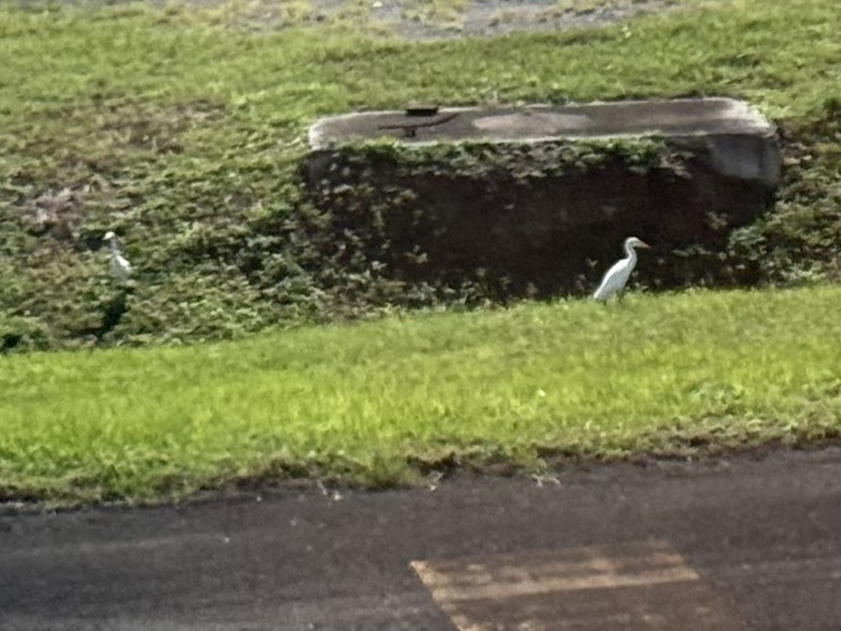 Western Cattle-Egret - ML646062137