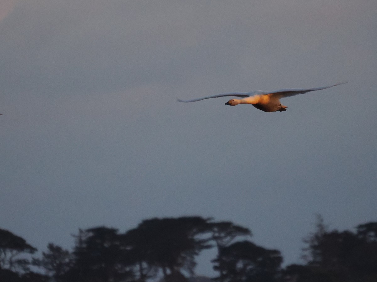 Whooper Swan - ML646062139