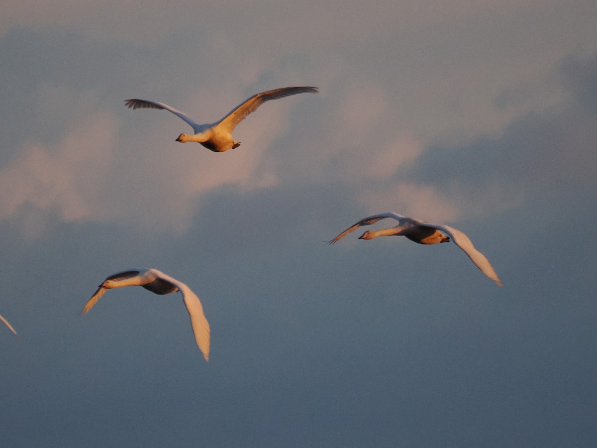 Whooper Swan - ML646062140