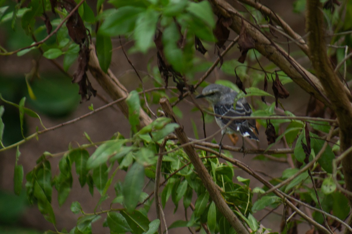 Tropikal Taklitçi - ML646062150