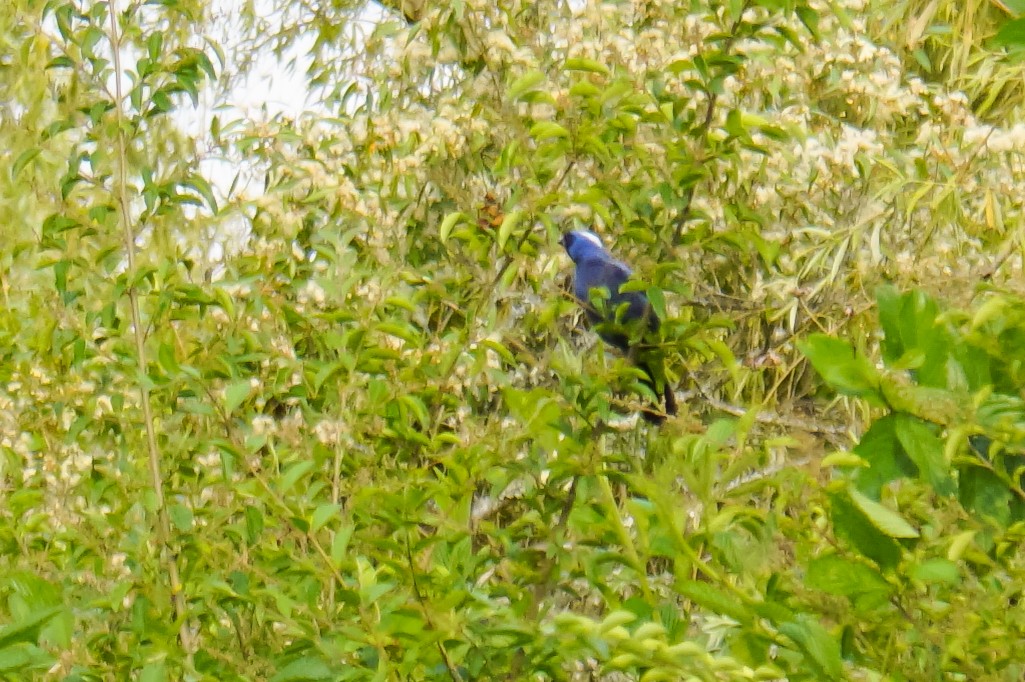 オウカンフウキンチョウ - ML646062155