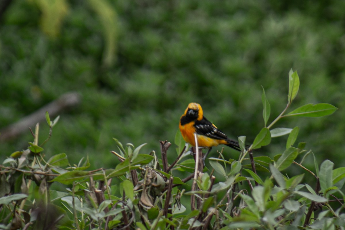 Altamira Oriole - ML646062156
