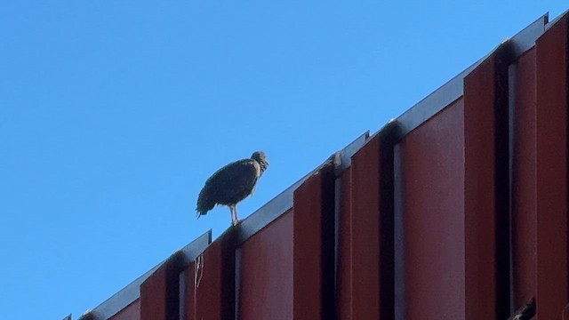 Black Vulture - ML646062161