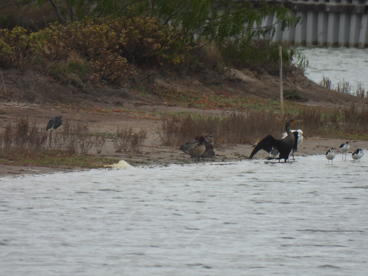 Redhead - ML646062164