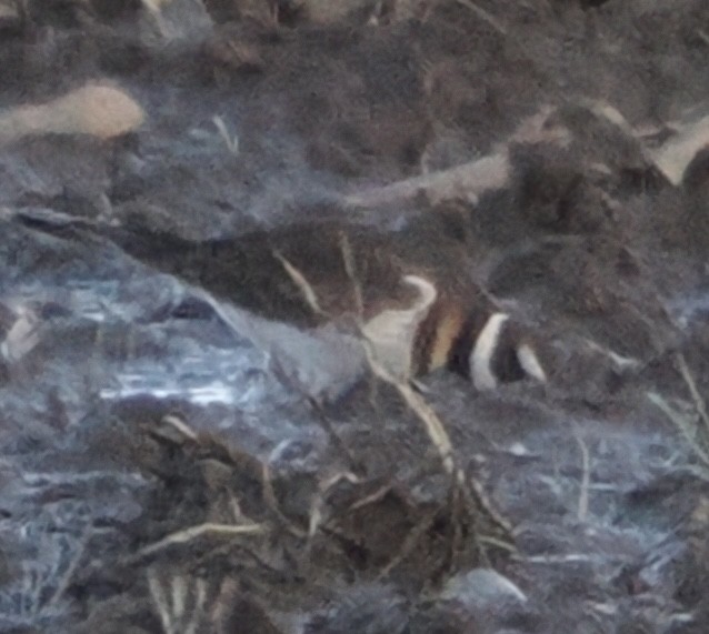 Killdeer - ML646062169