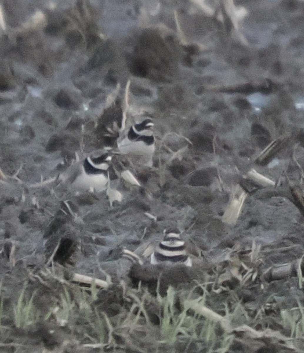 Killdeer - ML646062170