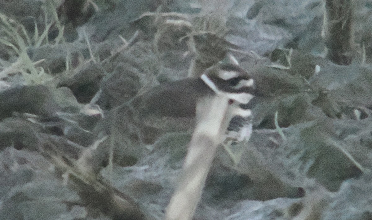 Killdeer - ML646062171