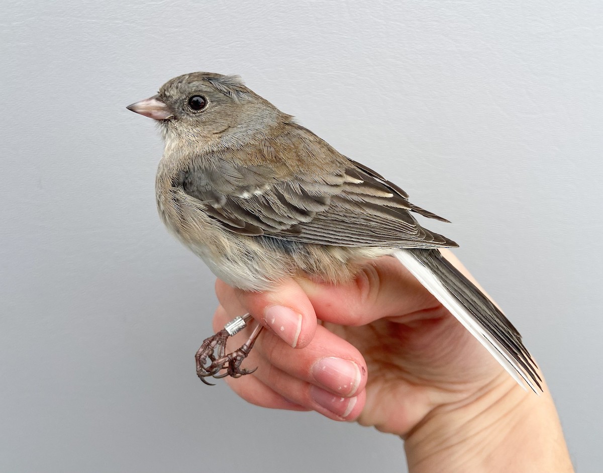 Dark-eyed Junco (Slate-colored) - ML646062176