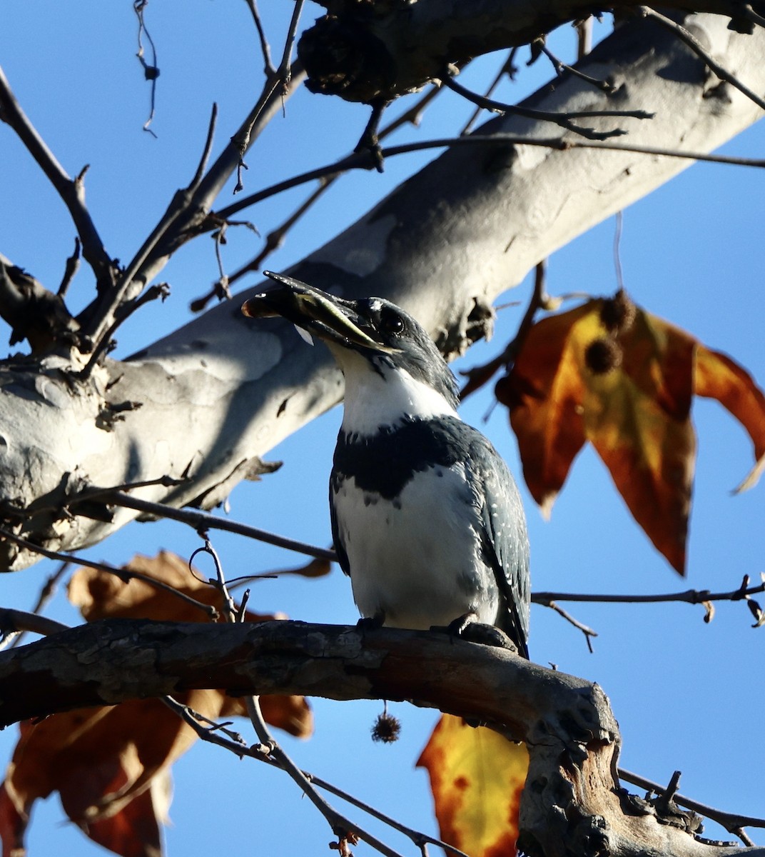 Martin handi iparramerikarra - ML646062177