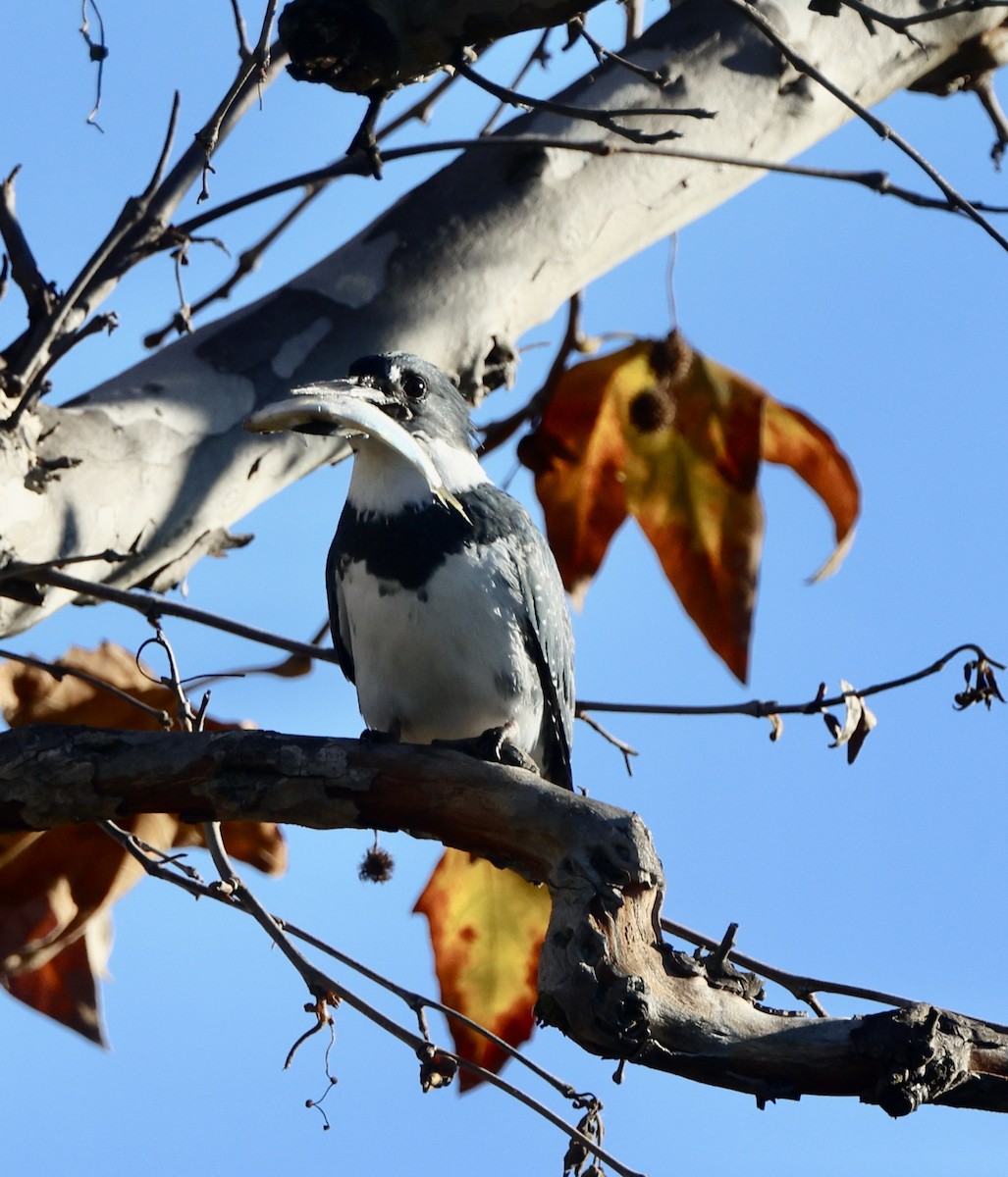 Martin handi iparramerikarra - ML646062178