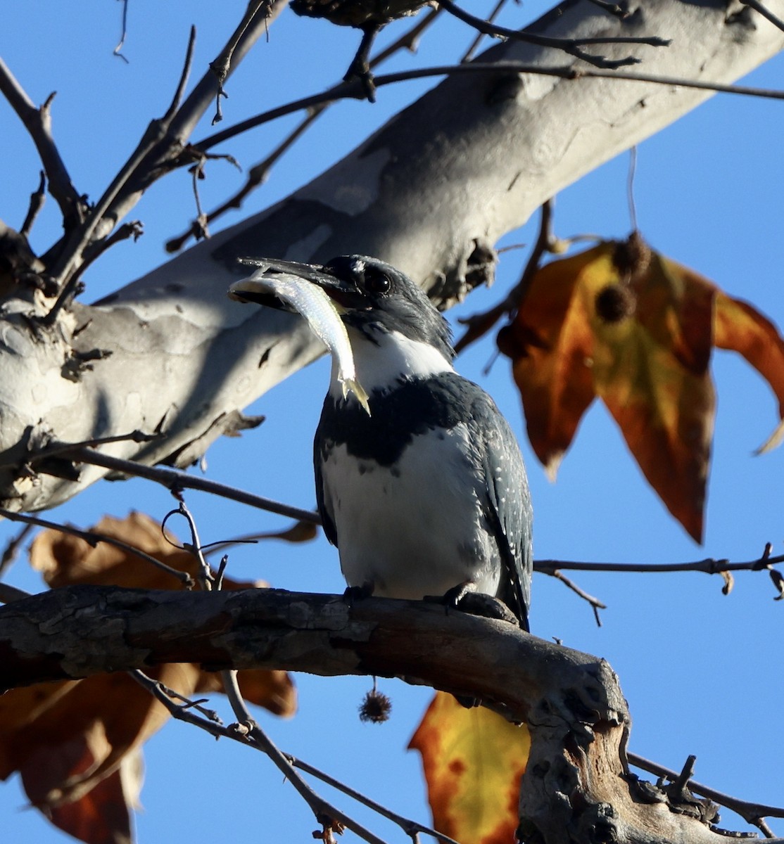 Martin handi iparramerikarra - ML646062179