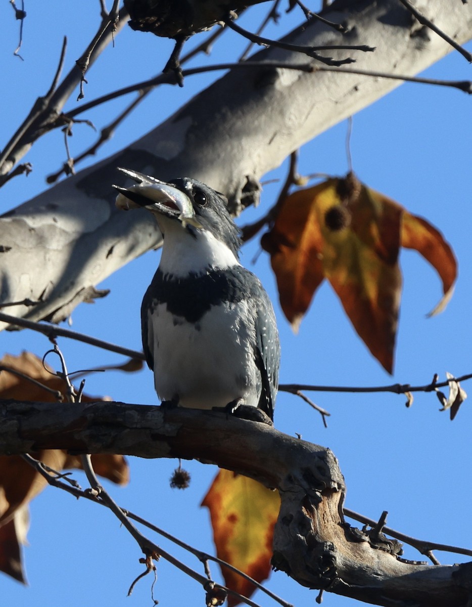 Martin handi iparramerikarra - ML646062180