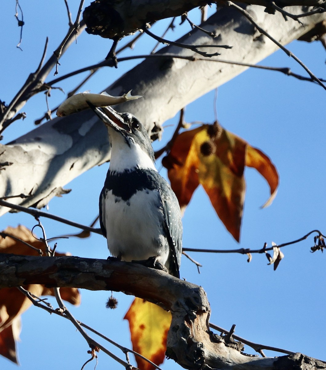 Martin handi iparramerikarra - ML646062181